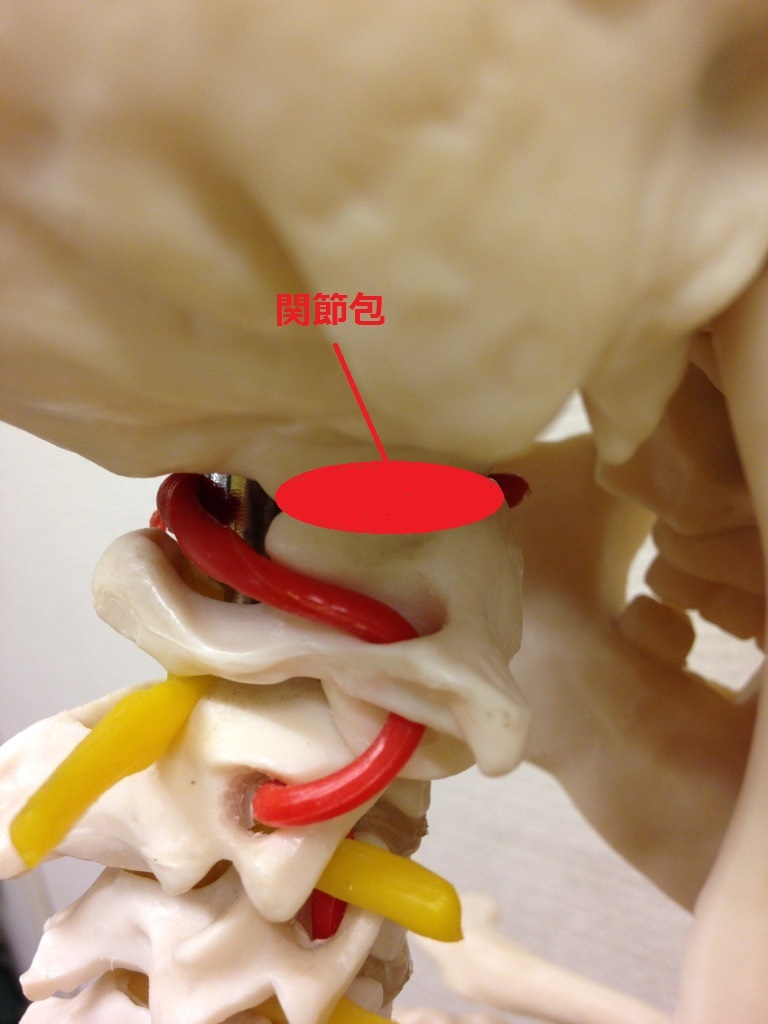 環椎後頭関節　関節包